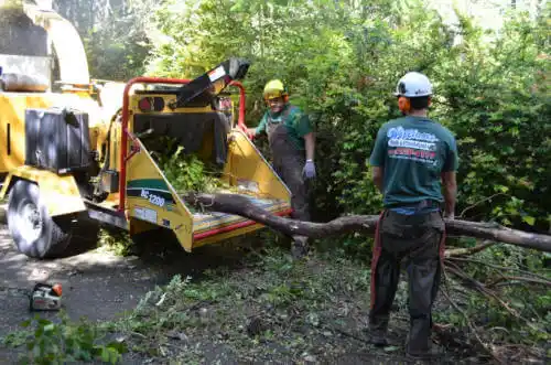 tree services Maharishi Vedic City